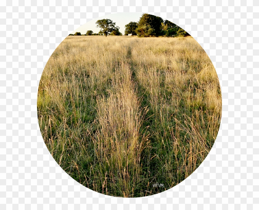 Where A Track Used By A Fox Or Badger Cuts Through - Grass Clipart #3713754