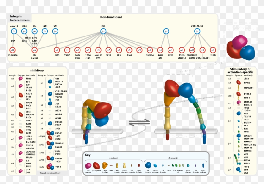 Anti Integrin Clipart