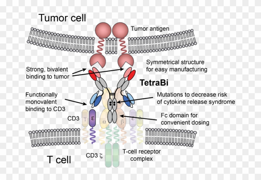 Graphic Design Clipart