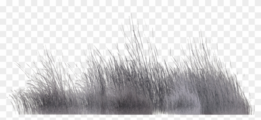 Winter Vegetation Rendered In Poser Pro 2012 Arbol - Reed Png Clipart