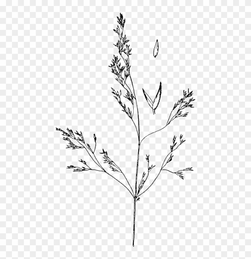 Poaceae Of Butte - Agrostis Idahoensis Clipart #3715163