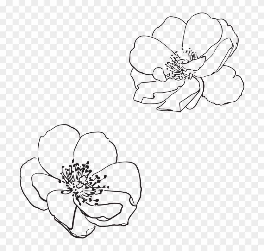 Rose, Wild, Flower, Flowers, Pictured, Vector, Spring - Vector Flower Outline Png Clipart
