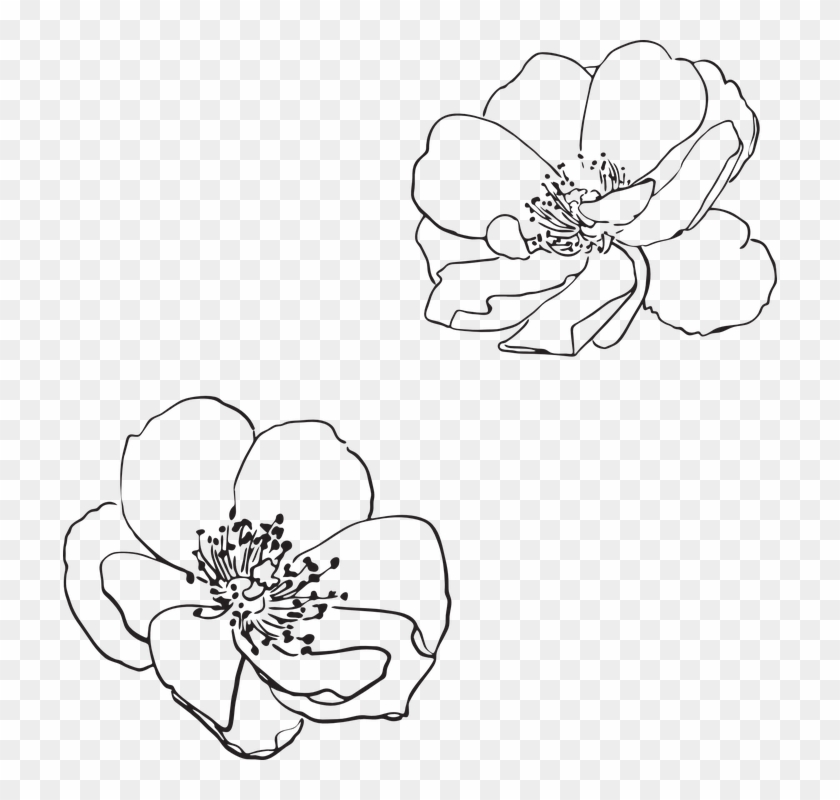 Rose, Wild, Flower, Flowers, Pictured, Vector, Spring - Vector Flower Outline Png Clipart #3716271