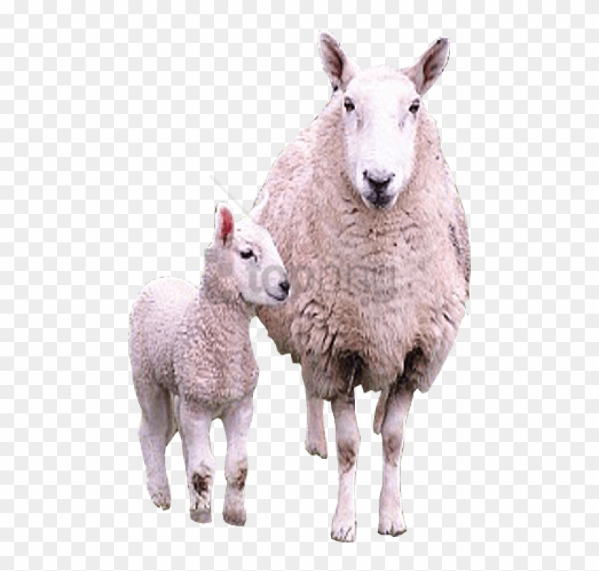 Free Png Sheep Png Images Png Image With Transparent - Sheep And Lamb Png Clipart #3717473