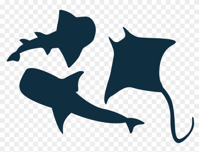 Shark Clipart