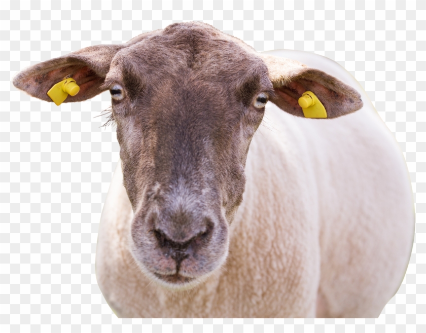 Sheep-1187343 Clip - Sheep - Png Download
