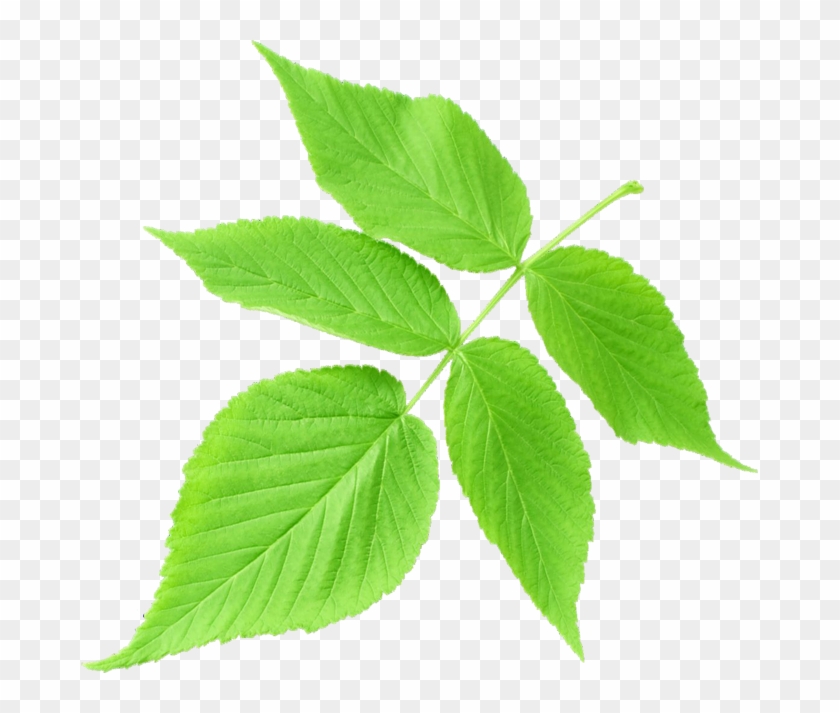 Para Salvar Clique Na Imagem - รูป ใบไม้ สี เขียว Clipart #3718289