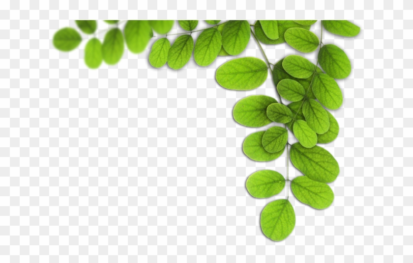 Duas Folhas Png - Folhas Png Clipart