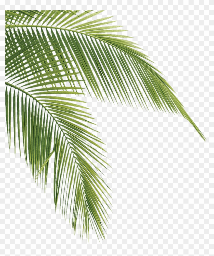 After Three Decades In Business, We've Discovered The - Folhas De Palmeiras Em Png Clipart