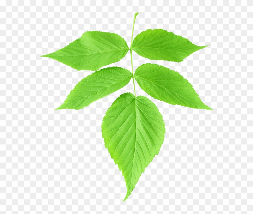 Brushes E Efeitos Brushes De Folhas Realista - รูป ใบไม้ สี เขียว Clipart