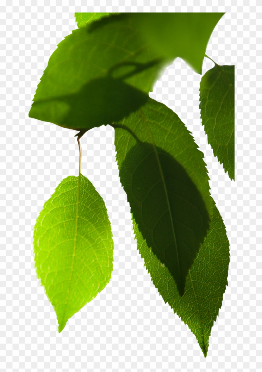 Em Qualquer Loja Mil Folhas Vita - Canoe Birch Clipart #3719329