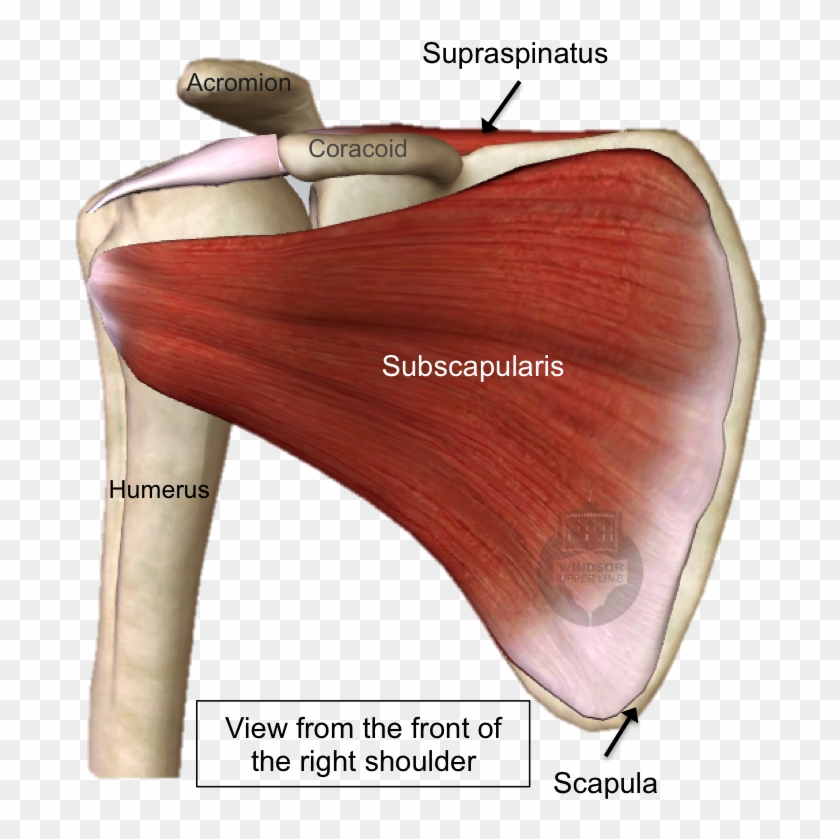 The Subscapularis Muscle Is The Largest Of The Rotator Clipart #3722366