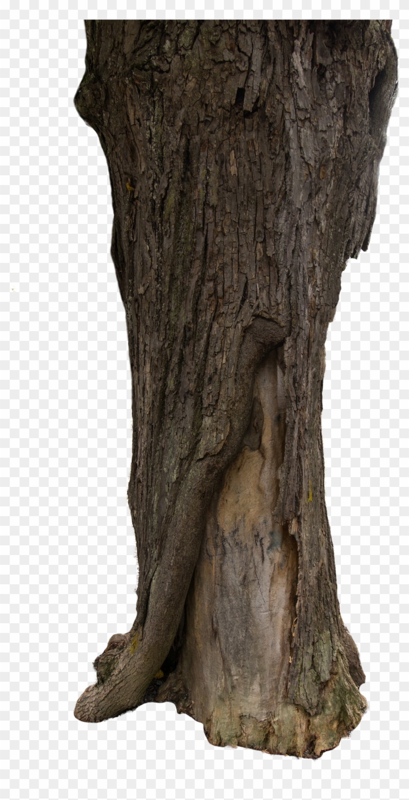 Tree Bark Texture Png Clipart #3724264