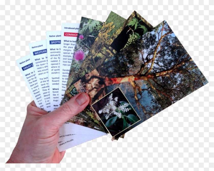 Nature Cards - Envelope Clipart