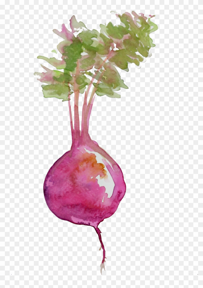 Beetroot Watercolor Painting - Beet Watercolor Clipart #3725056