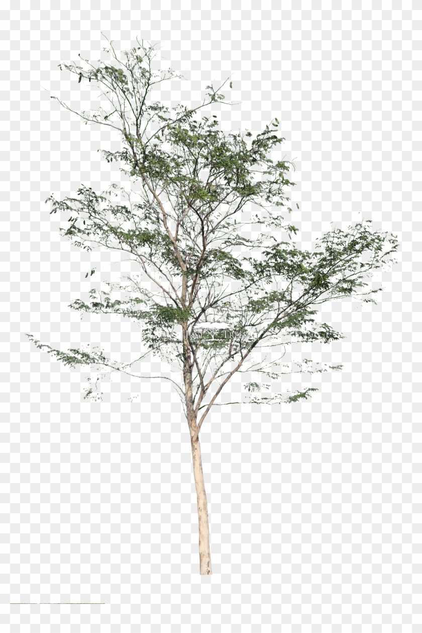Birch Tree Png - Leopard Tree Png Clipart #3725313
