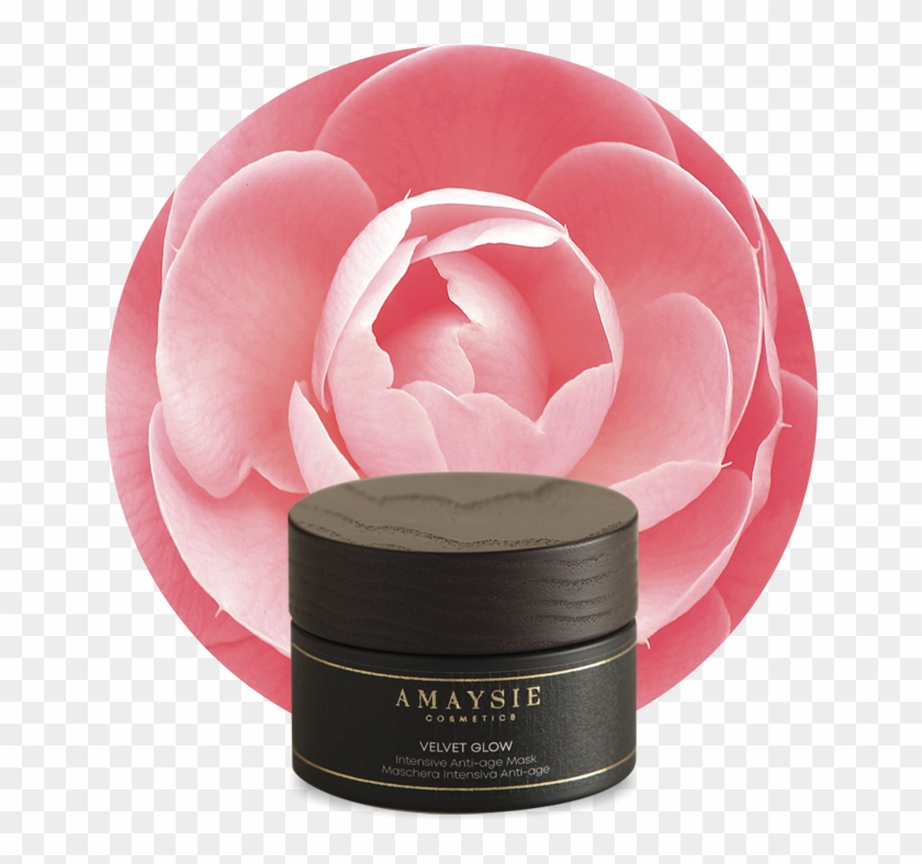 Japanese Camellia , Png Download - Common Peony Clipart