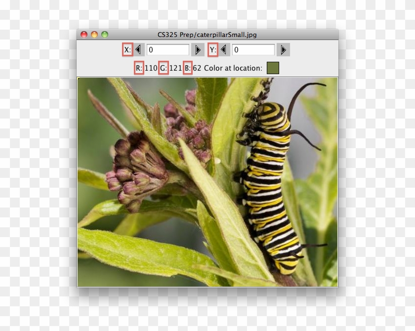 Explorer - Alypia Octomaculata Clipart