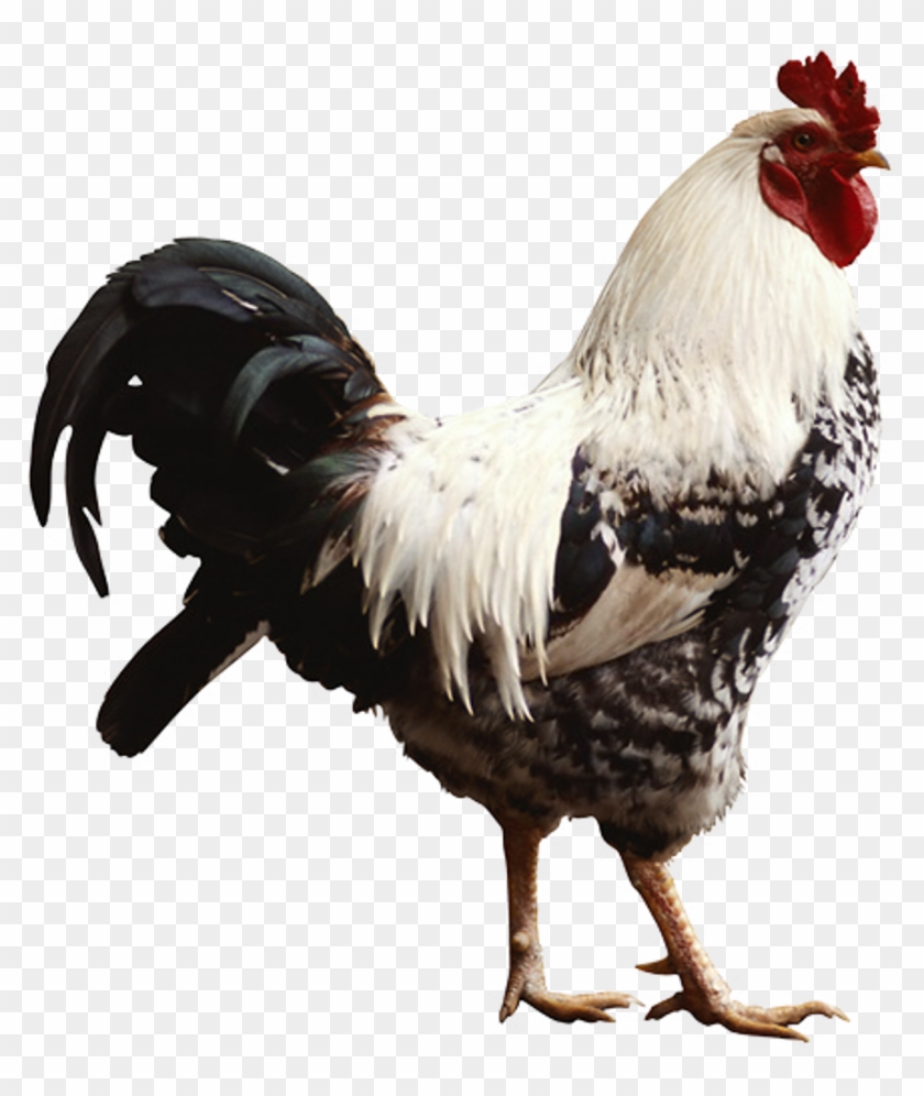 Coq - Петух Пнг Clipart #3728223