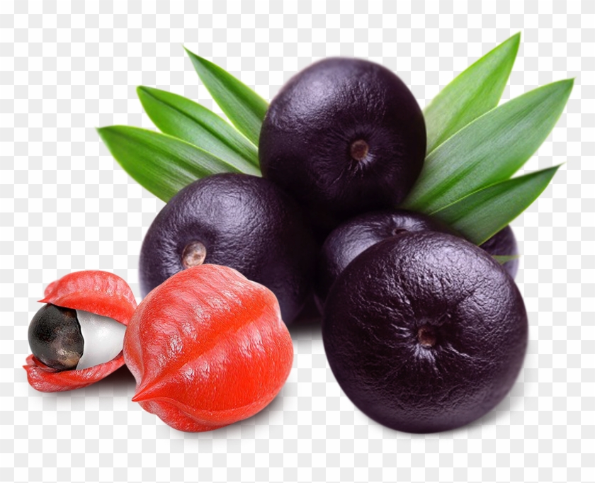 Acai Berry Clipart