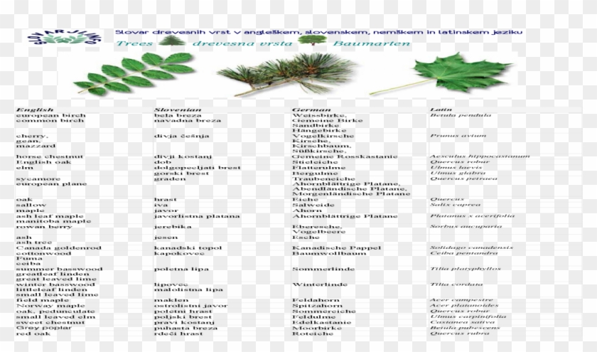 Trees Drevesna Vrsta Baumarten - Pond Pine Clipart #3729041