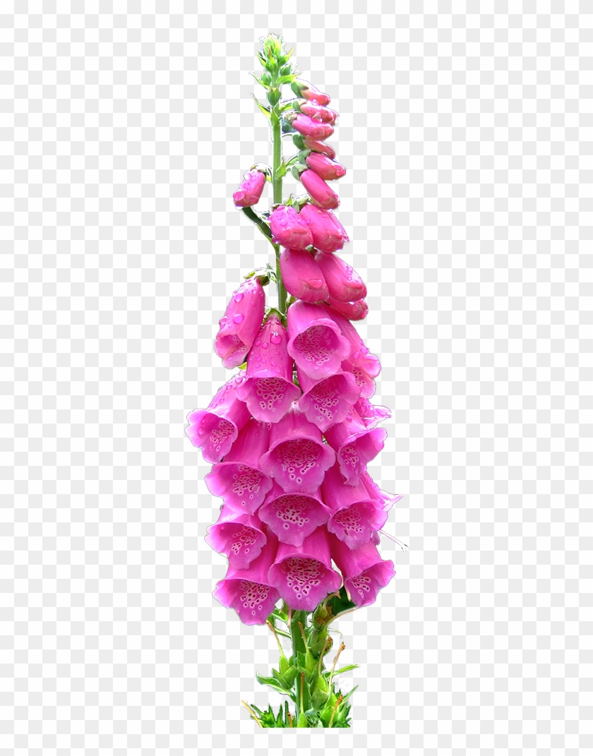 Transparent Foxgloves For Your Blog ^^ - Artificial Flower Clipart