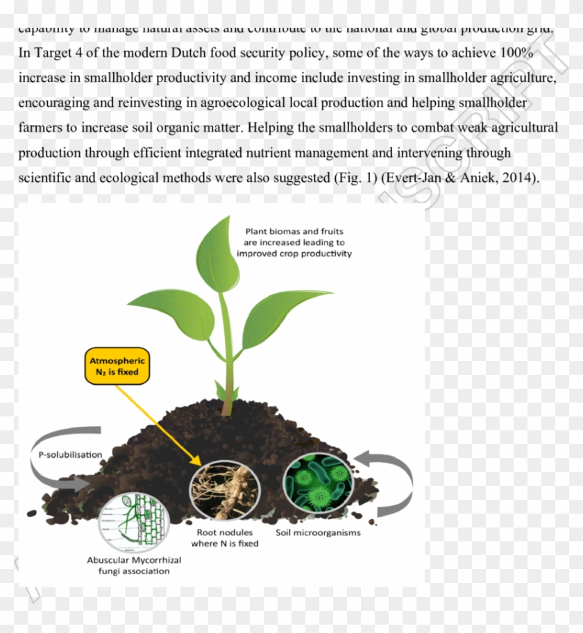 Biofertiliser Technology Employs Plant-microbe Interactions - Biofertilizer In Crop Production Clipart #3729913