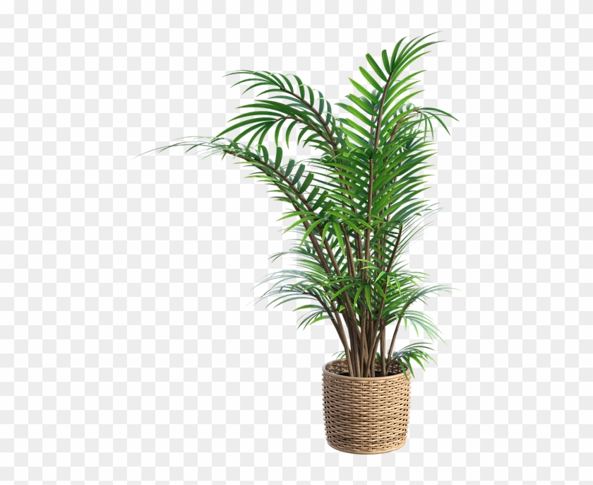 Plant Fern Tall Green Leaf Leaves Growth Forest - Fern Clipart