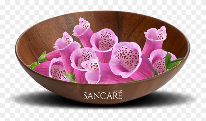 Cardiac Regulator, Diuretic - Moth Orchid Clipart