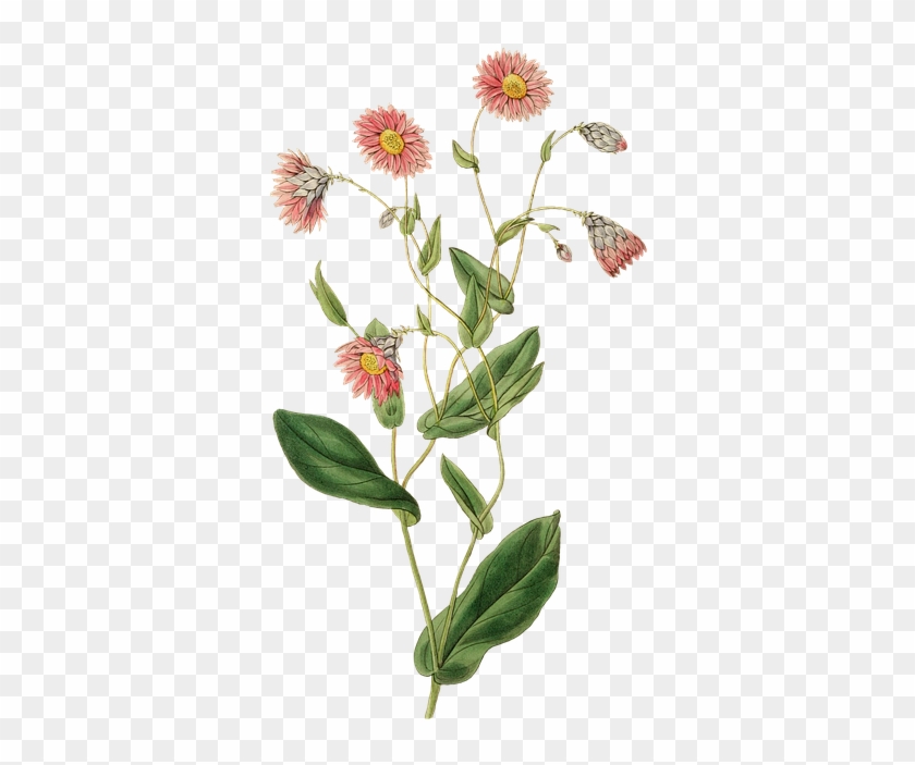 Plant Nature Leaf Flower Growth Blossom Bloom - Naturaleza Vintage Png Clipart