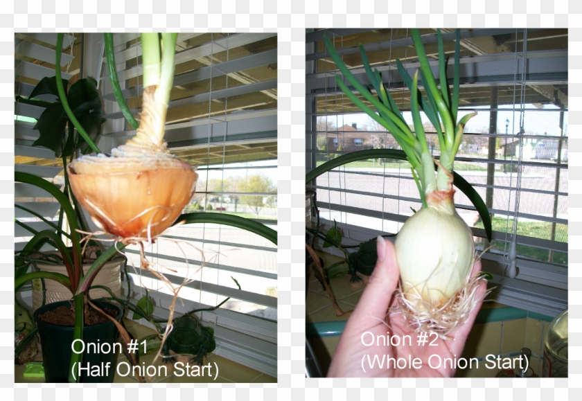 After The Leaves Started Growing Well - Welsh Onion Clipart #3731622