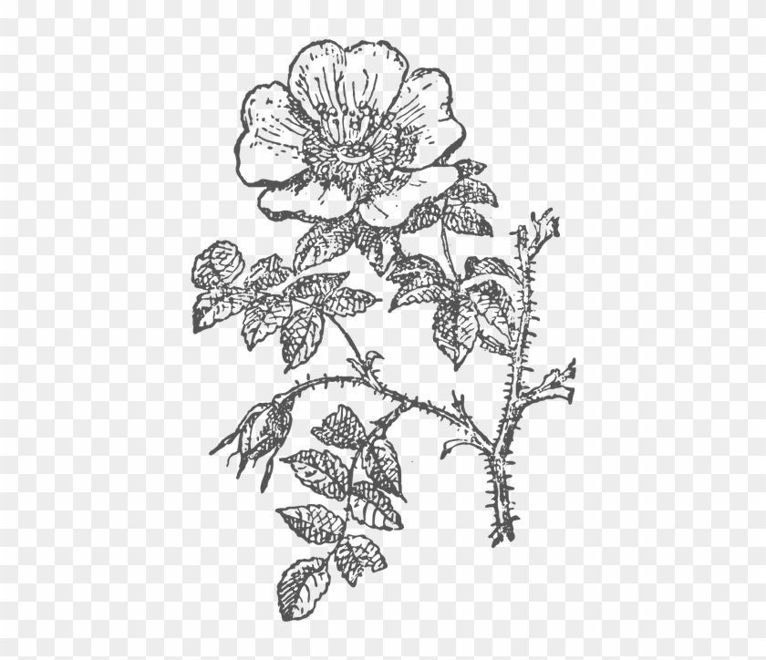 4 - Rose Clipart #3731787