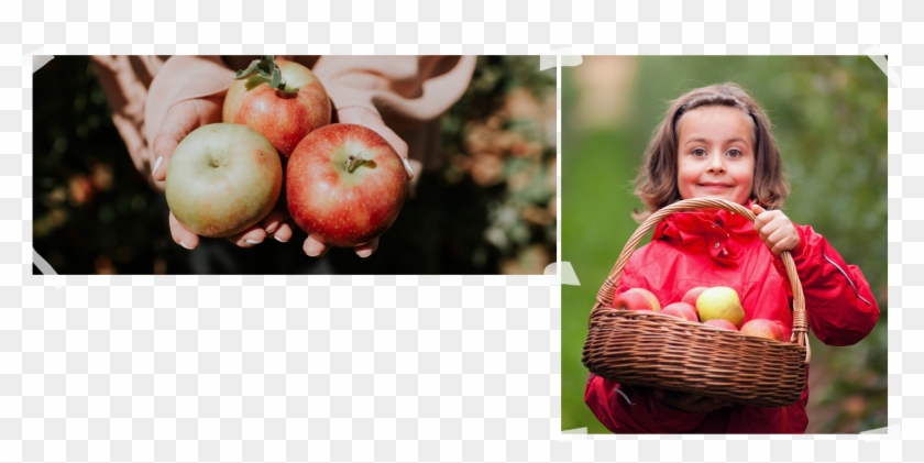 2019 Picking Schedule Coming Soon - Mcintosh Clipart #3732158