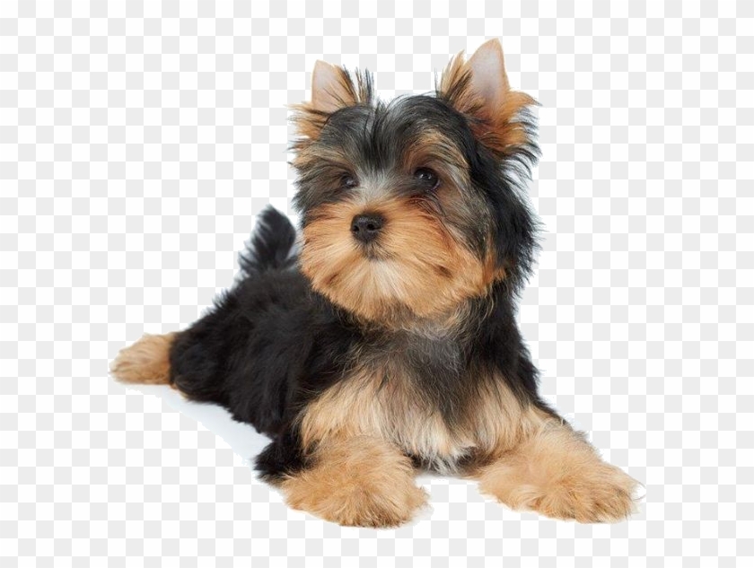 Dogs - Small Dogs Laying Down Clipart