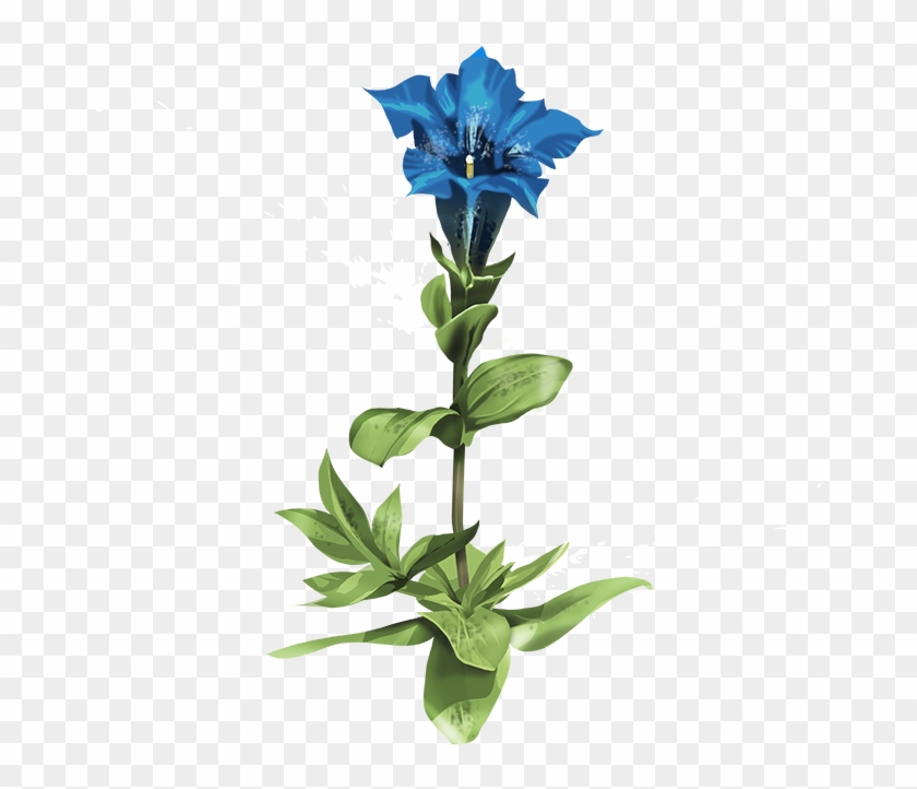 Gentian - Gentian Root Png Clipart #3733367