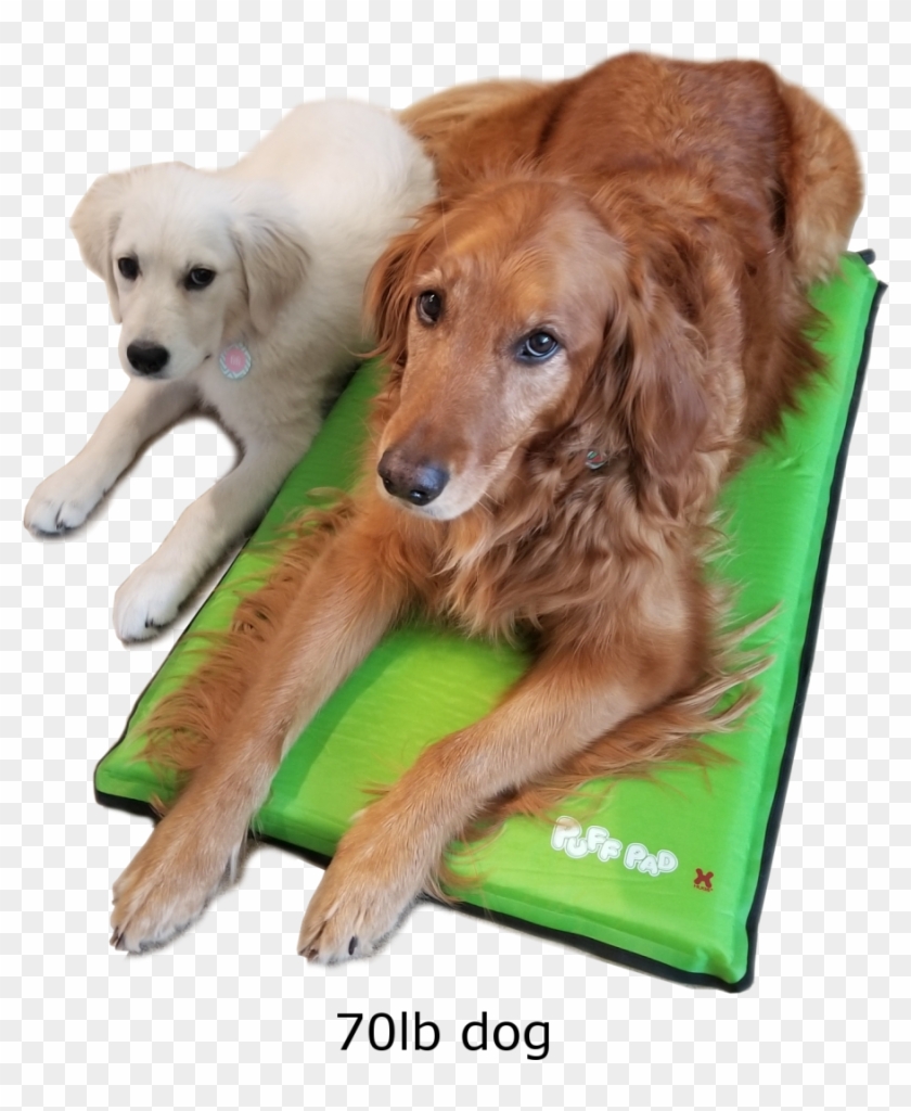 Dog Catches Something Clipart