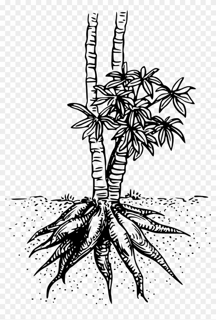 Cassava Root Plant Food Png Image - Cassava Plant Clipart Black And White Transparent Png #3733479