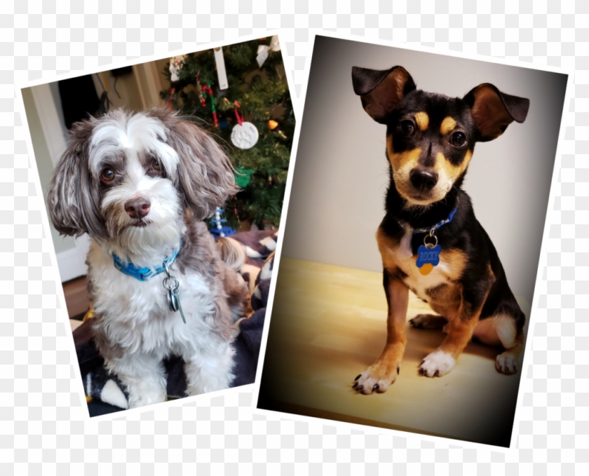 Companion Dog Clipart #3733557