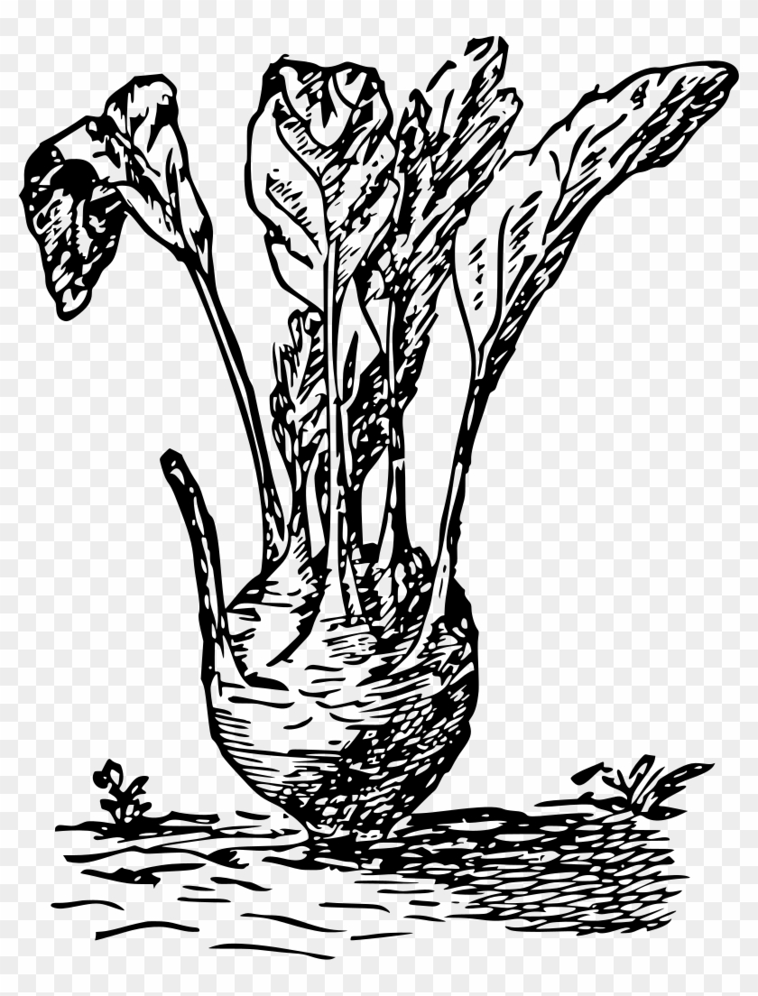 Củ Su Hào Vector Clipart