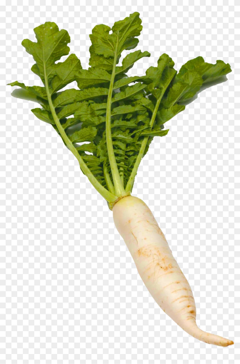 Radish Clipart Png Transparent Png