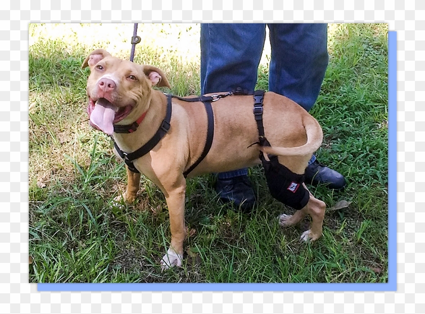 Custom-made Dog Braces - American Pit Bull Terrier Clipart #3733879