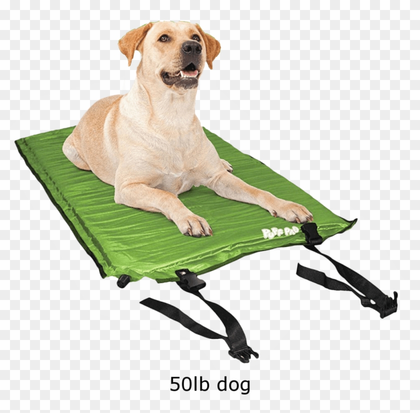Dog Clipart #3734003