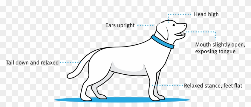 If You Catch Your Dog Like This, It Means She Is Neutral, - Dog Catches Something Clipart