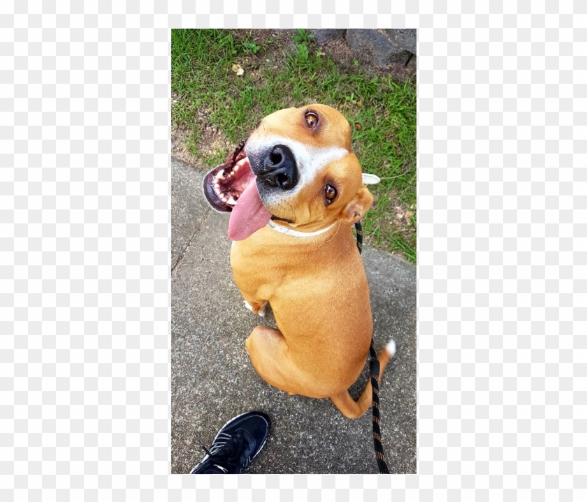 Photo Of Lulu - Companion Dog Clipart