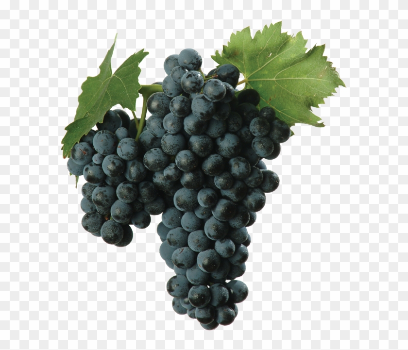 Of Unknown Origin, Montepulciano Has Been Present In - Sangiovese Grape Clipart