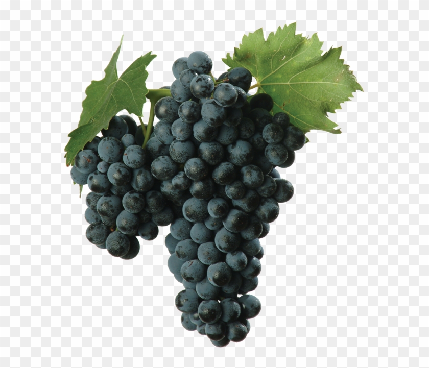 Of Unknown Origin, Montepulciano Has Been Present In - Sangiovese Grape Clipart #3734550