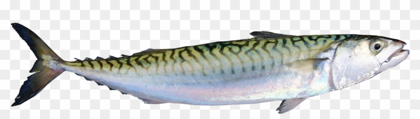 Iceland Struggles To Settle The Fishing Quota Dispute - Atlantic Mackerel Clipart