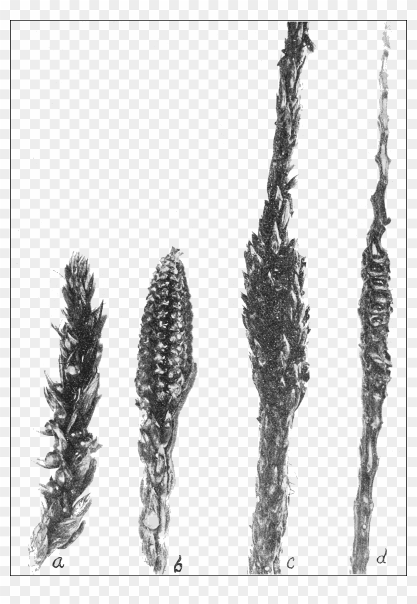 Psm V68 D063 Specimen From Corn Tassels - Sketch Clipart #3735450