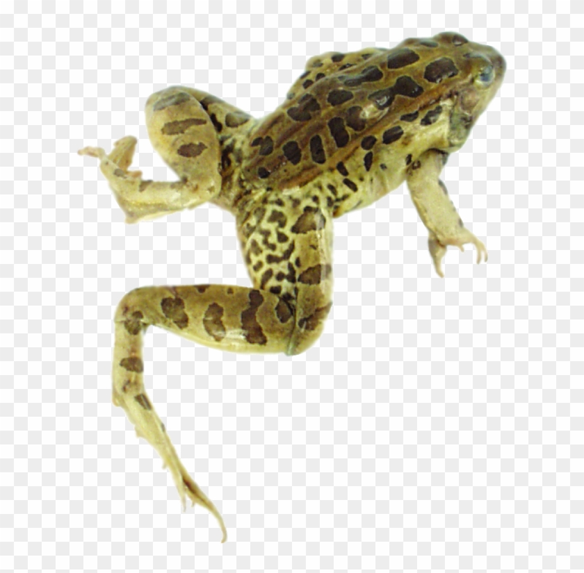 Loading Zoom - Leopard Frog Clipart
