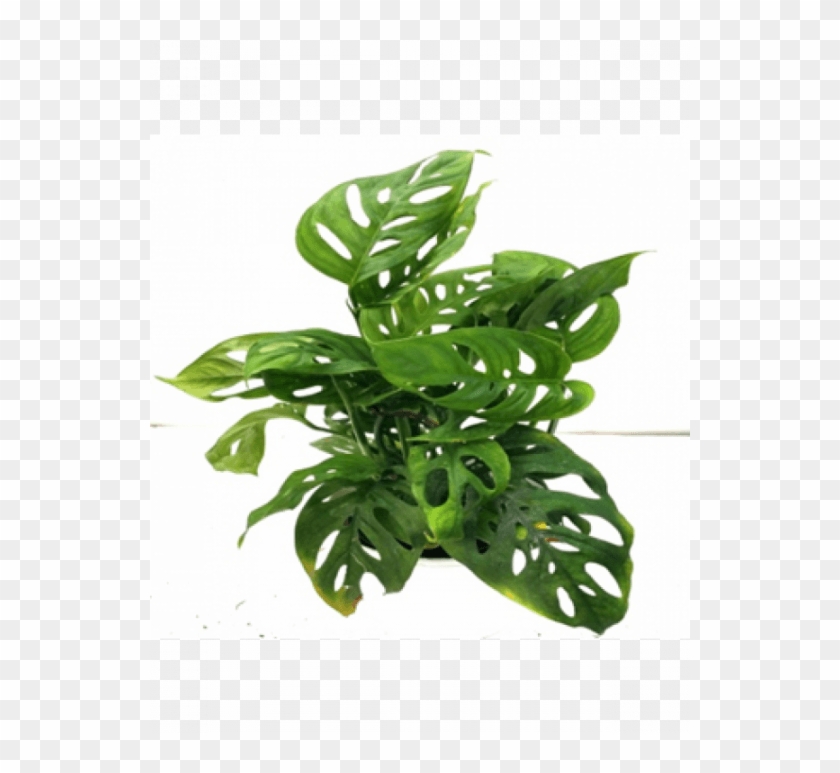 Monstera Obliqua Plant With Fertilizer & Plate Free - Swiss Cheese Plant Clipart #3736364